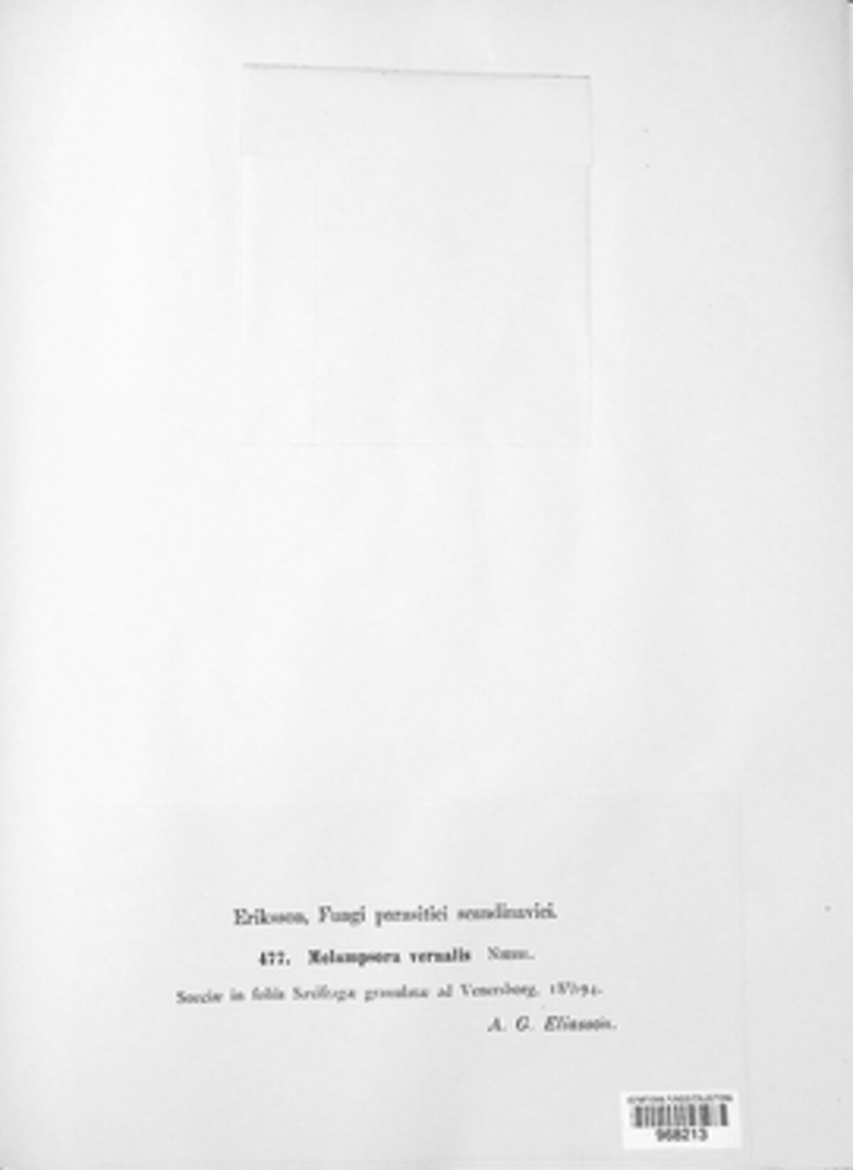 Melampsora vernalis image